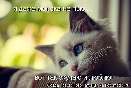 я даже молока не пью.... вот так скучаю и люблю!... Котоматрица: я даже молока не пью.... вот так скучаю и люблю!