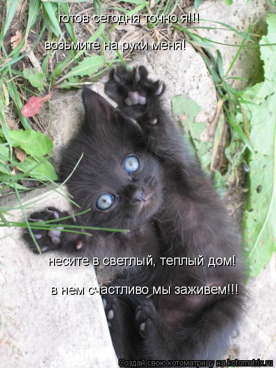 готов сегодня точно я!!! возьмите на руки меня! несите в светлый, теплый дом! в нем счастливо мы зажи... Котоматрица: готов сегодня точно я!!! возьмите на руки меня! несите в светлый, теплый дом! в нем счастливо мы заживем!!!