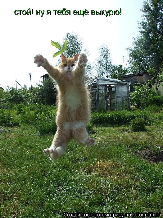 стой! ну я тебя ещё выкурю!... Котоматрица: стой! ну я тебя ещё выкурю!