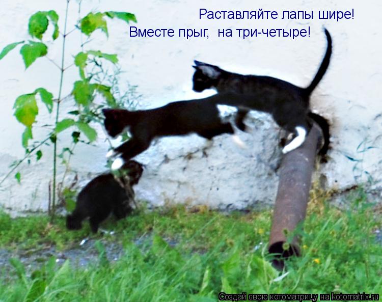 Раставляйте лапы шире! Вместе прыг, на три-четыре!... Котоматрица: Раставляйте лапы шире! Вместе прыг, на три-четыре!