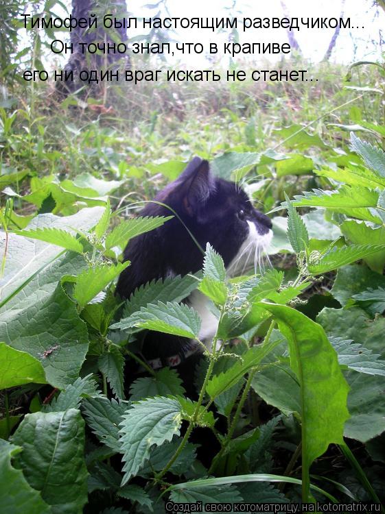 Тимофей был настоящим разведчиком... Он точно знал,что в крапиве его ни один враг искать не станет...... Котоматрица: Тимофей был настоящим разведчиком... Он точно знал,что в крапиве его ни один враг искать не станет...