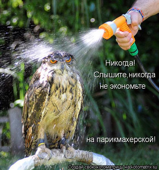 Никогда! Слышите,никогда не экономьте на парикмахерской!... Котоматрица: Никогда! Слышите,никогда не экономьте на парикмахерской!