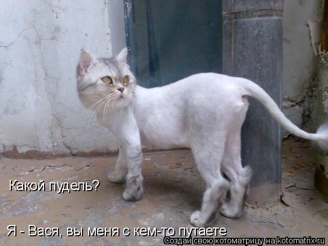 Какой пудель? Я - Вася, вы меня с кем-то путаете... Котоматрица: Какой пудель? Я - Вася, вы меня с кем-то путаете
