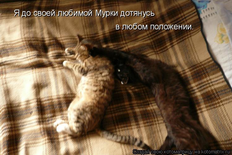 Я до своей любимой Мурки дотянусь в любом положении.... Котоматрица: Я до своей любимой Мурки дотянусь в любом положении.