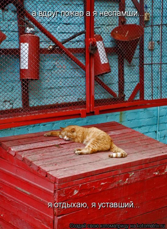 а вдруг пожар а я неспамши... я отдыхаю, я уставший...... Котоматрица: а вдруг пожар а я неспамши... я отдыхаю, я уставший...