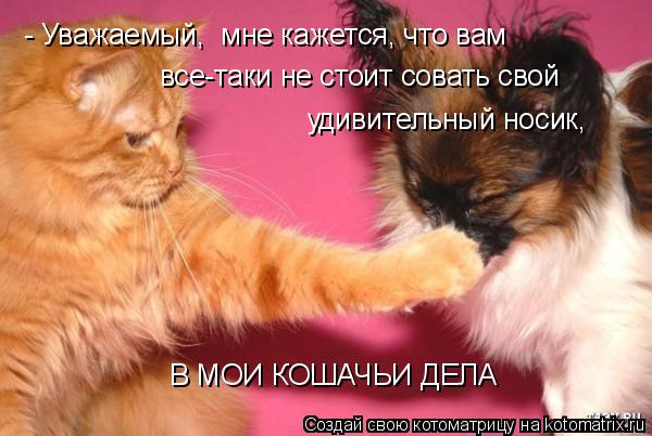 Котоматрица: - Уважаемый,  мне кажется, что вам все-таки не стоит совать свой  удивительный носик,  В МОИ КОШАЧЬИ ДЕЛА