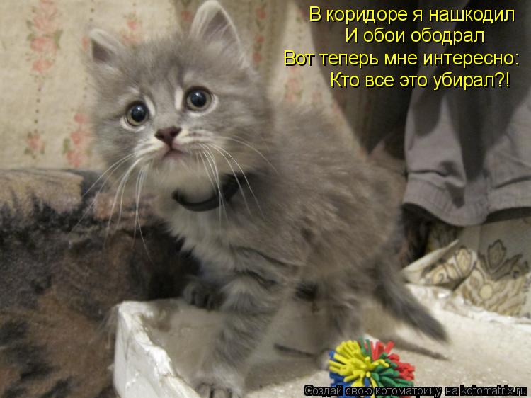 В коридоре я нашкодил И обои ободрал Вот теперь мне интересно: Кто все это убирал?!... Котоматрица: В коридоре я нашкодил И обои ободрал Вот теперь мне интересно: Кто все это убирал?!