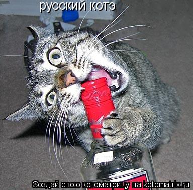 русский котэ... Котоматрица: русский котэ
