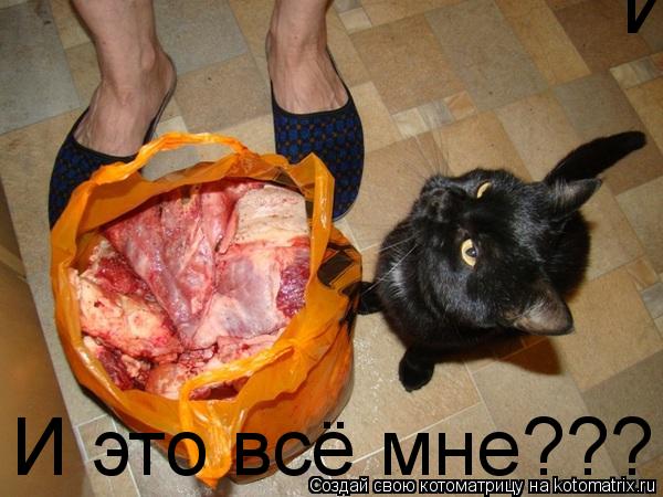 И это всё мне??? И это всё мне???... Котоматрица: И это всё мне??? И это всё мне???