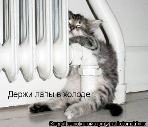 Держи лапы в холоде, ....... Котоматрица: Держи лапы в холоде, ....