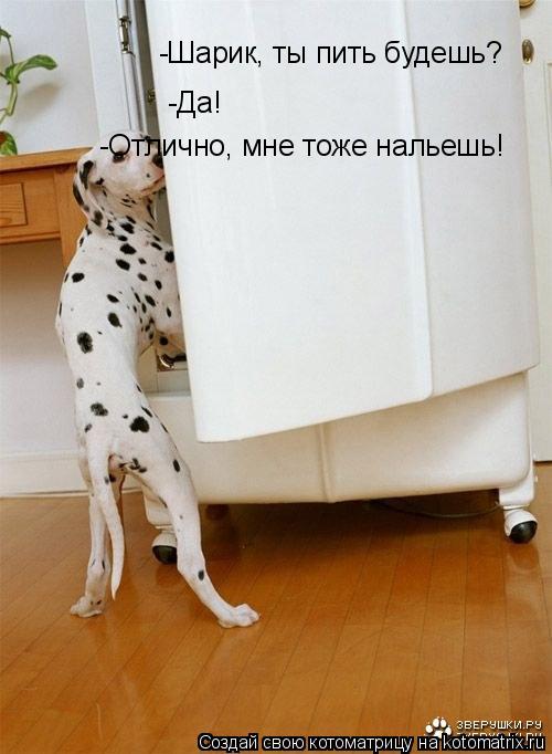 -Шарик, ты пить будешь? -Да! -Отлично, мне тоже нальешь!... Котоматрица: -Шарик, ты пить будешь? -Да! -Отлично, мне тоже нальешь!