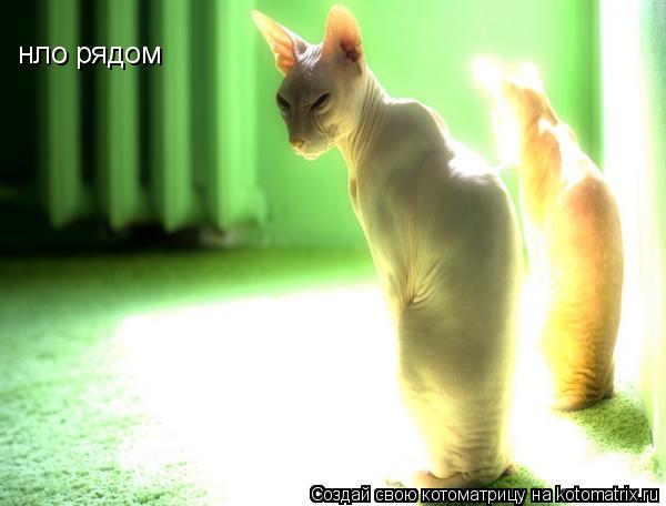 нло рядом... Котоматрица: нло рядом