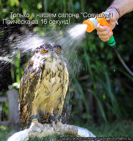 Только в нашем салоне "Совушка"! Причёска за 16 секунд!... Котоматрица: Только в нашем салоне "Совушка"! Причёска за 16 секунд!