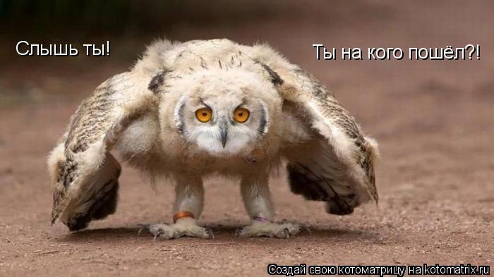Слышь ты! Ты на кого пошёл?!... Котоматрица: Слышь ты! Ты на кого пошёл?!