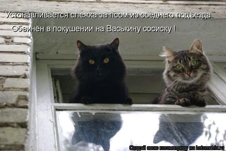 Устонавливается слежка за псом из соеднего подъезда Обвинён в покушении на Васькину сосиску !... Котоматрица: Устонавливается слежка за псом из соеднего подъезда Обвинён в покушении на Васькину сосиску !
