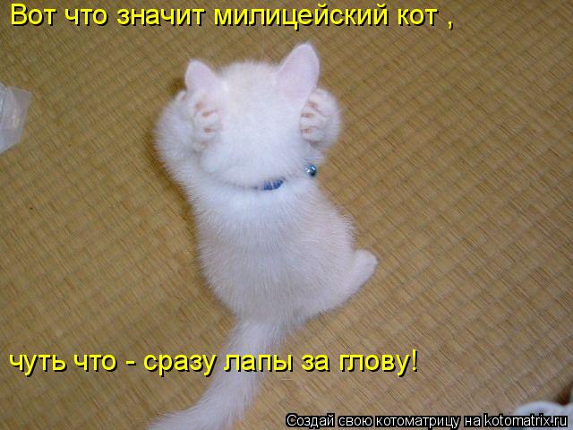 Вот что значит милицейский кот , чуть что - сразу лапы за глову!... Котоматрица: Вот что значит милицейский кот , чуть что - сразу лапы за глову!