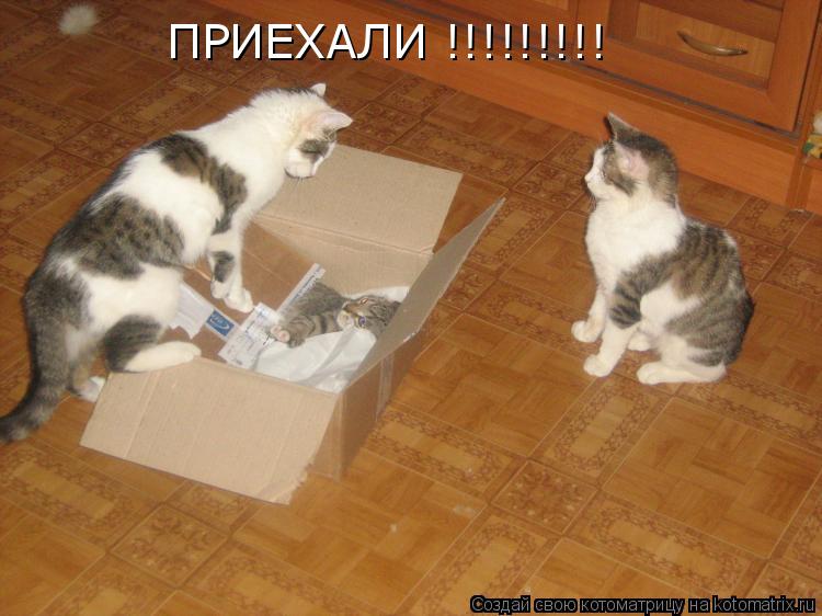 ПРИЕХАЛИ !!!!!!!!!... Котоматрица: ПРИЕХАЛИ !!!!!!!!!