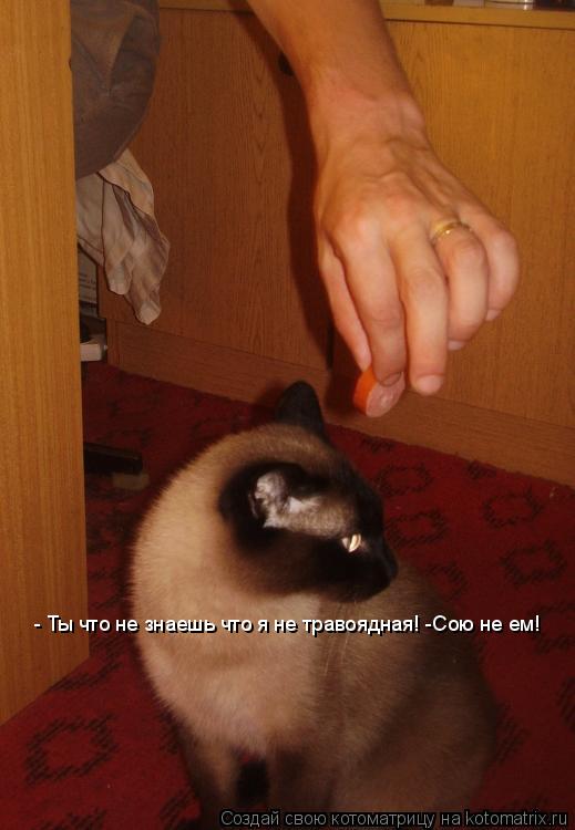 - Ты что не знаешь что я не травоядная! -Сою не ем!... Котоматрица: - Ты что не знаешь что я не травоядная! -Сою не ем!
