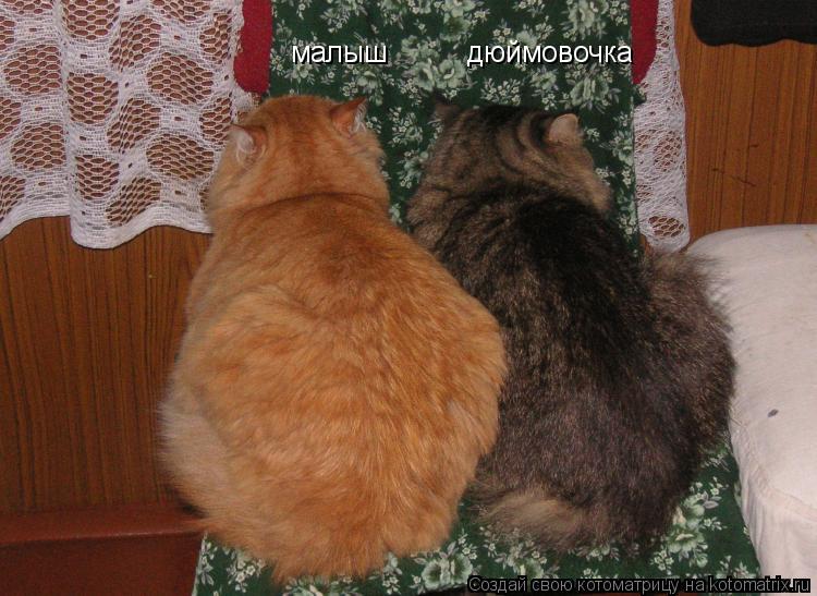 малыш дюймовочка... Котоматрица: малыш дюймовочка