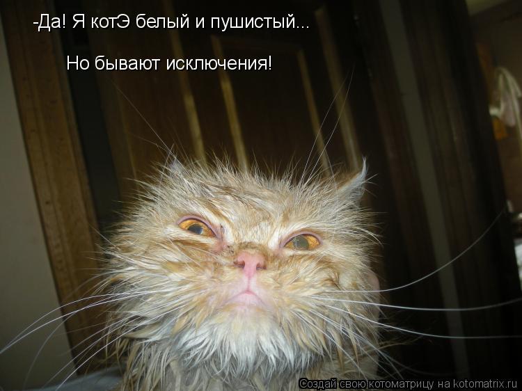 -Да! Я котЭ белый и пушистый... Но бывают исключения!... Котоматрица: -Да! Я котЭ белый и пушистый... Но бывают исключения!
