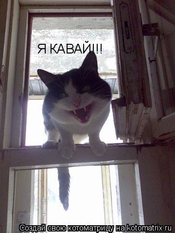 Я КАВАЙ!!!... Котоматрица: Я КАВАЙ!!!