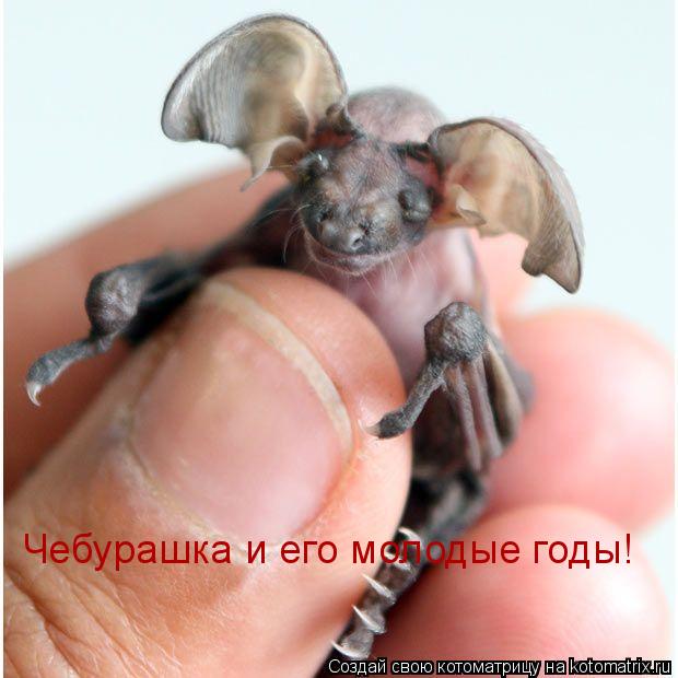 Чебурашка и его молодые годы!... Котоматрица: Чебурашка и его молодые годы!