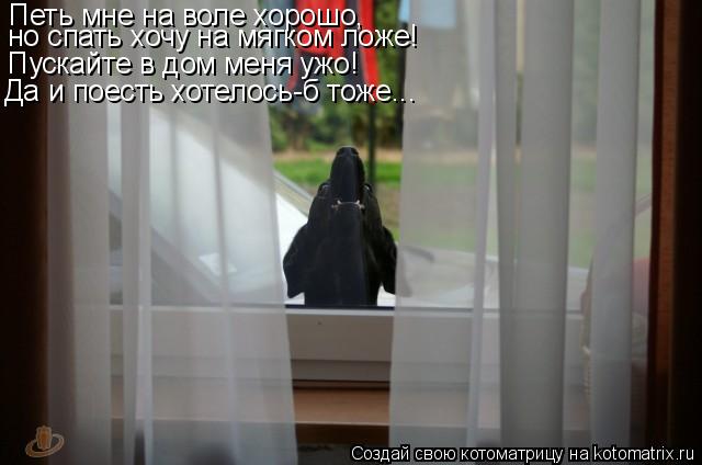 Петь мне на воле хорошо, но спать хочу на мягком ложе! Пускайте в дом меня ужо! Да и поесть хотелось-... Котоматрица: Петь мне на воле хорошо, но спать хочу на мягком ложе! Пускайте в дом меня ужо! Да и поесть хотелось-б тоже...