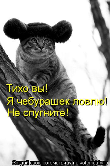 Тихо вы! Я чебурашек ловлю! Не спугните!... Котоматрица: Тихо вы! Я чебурашек ловлю! Не спугните!