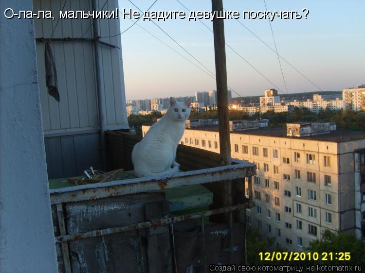 О-ла-ла, мальчики! Не дадите девушке поскучать?... Котоматрица: О-ла-ла, мальчики! Не дадите девушке поскучать?