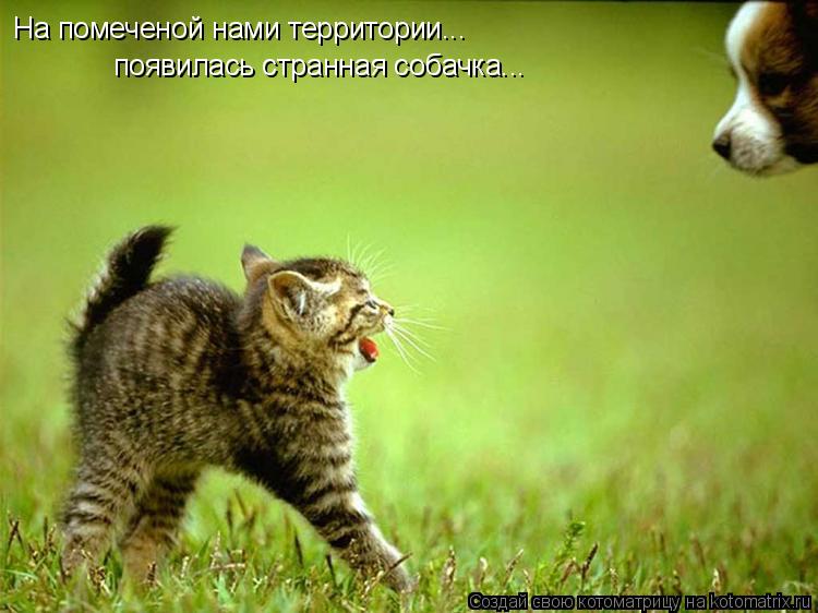 На помеченой нами территории... появилась странная собачка...... Котоматрица: На помеченой нами территории... появилась странная собачка...