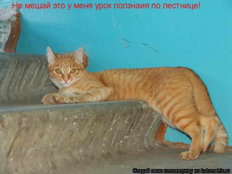Не мешай это у меня урок ползнаия по лестнице!... Котоматрица: Не мешай это у меня урок ползнаия по лестнице!