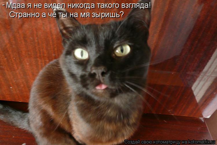 Мдаа я не видел никогда такого взгляда! - Странно а че ты на мя зыришь?... Котоматрица: Мдаа я не видел никогда такого взгляда! - Странно а че ты на мя зыришь?
