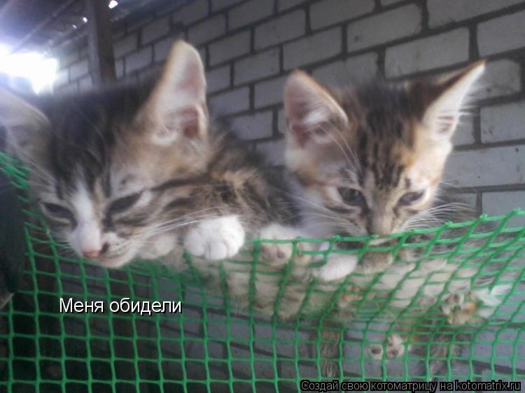 Меня обидели... Котоматрица: Меня обидели