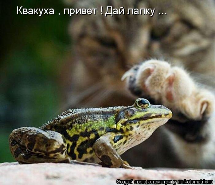 Квакуха , привет ! Дай лапку ...... Котоматрица: Квакуха , привет ! Дай лапку ...