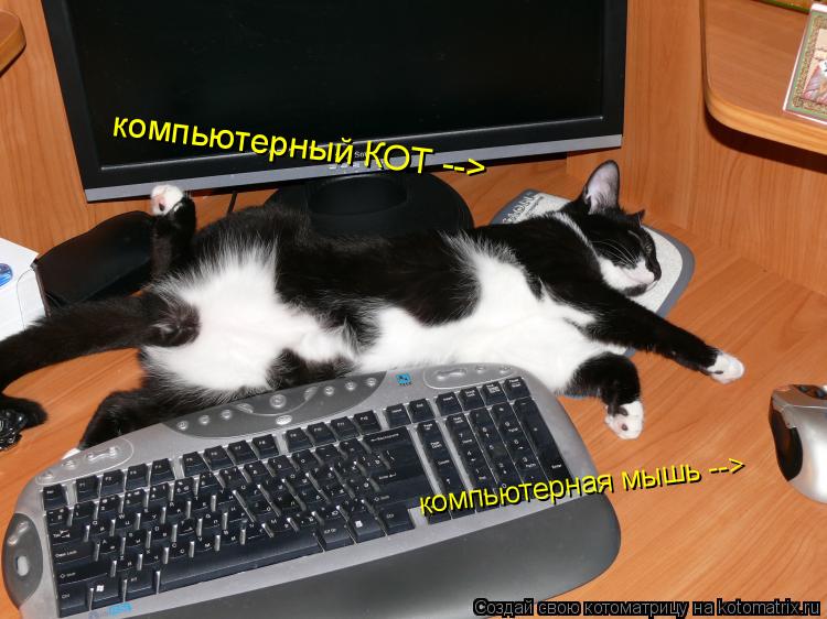 компьютерная мышь --> компьютерный КОТ -->... Котоматрица: компьютерная мышь --> компьютерный КОТ -->