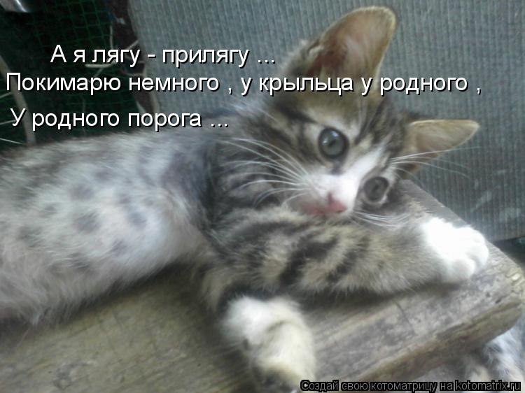 А я лягу - прилягу ... Покимарю немного , у крыльца у родного , У родного порога ...... Котоматрица: А я лягу - прилягу ... Покимарю немного , у крыльца у родного , У родного порога ...