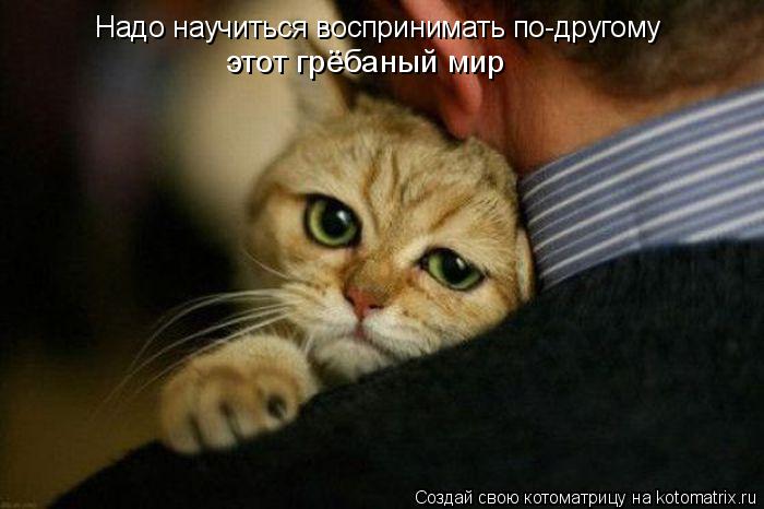 Надо научиться воспринимать по-другому этот грёбаный мир... Котоматрица: Надо научиться воспринимать по-другому этот грёбаный мир