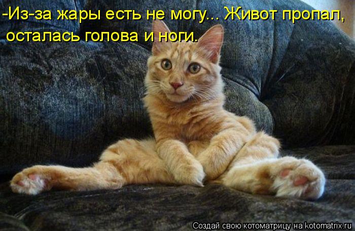-Из-за жары есть не могу... Живот пропал, осталась голова и ноги.... Котоматрица: -Из-за жары есть не могу... Живот пропал, осталась голова и ноги.