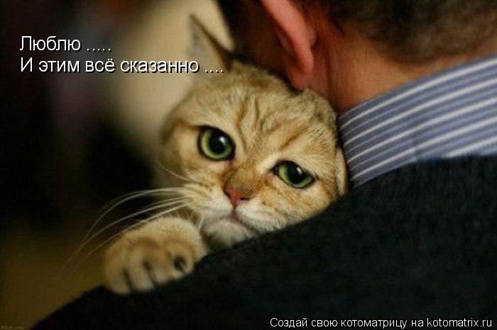 Люблю ..... И этим всё сказанно ....... Котоматрица: Люблю ..... И этим всё сказанно ....
