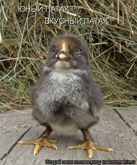ЮНЫЙ ПАТАК ! ВКУСНЫЙ ПАТАК !... Котоматрица: ЮНЫЙ ПАТАК ! ВКУСНЫЙ ПАТАК !
