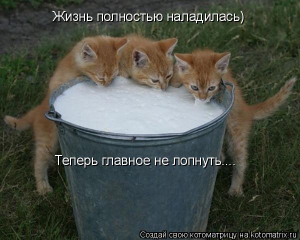Жизнь полностью наладилась) Теперь главное не лопнуть....... Котоматрица: Жизнь полностью наладилась) Теперь главное не лопнуть....