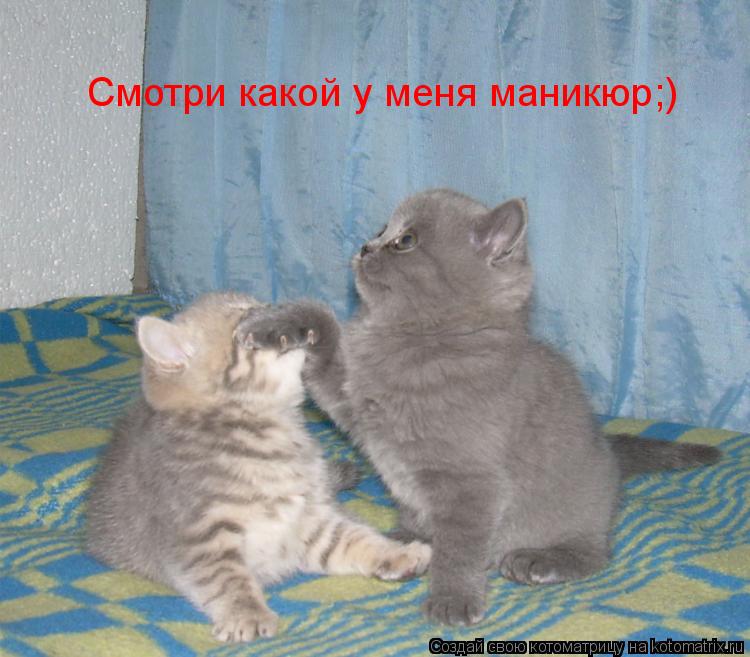 Смотри какой у меня маникюр;)... Котоматрица: Смотри какой у меня маникюр;)