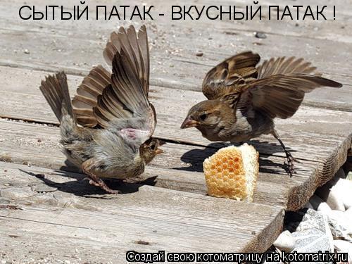 СЫТЫЙ ПАТАК - ВКУСНЫЙ ПАТАК !... Котоматрица: СЫТЫЙ ПАТАК - ВКУСНЫЙ ПАТАК !