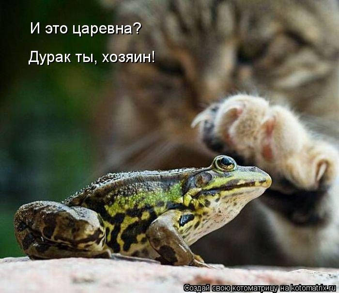 И это царевна? Дурак ты, хозяин!... Котоматрица: И это царевна? Дурак ты, хозяин!