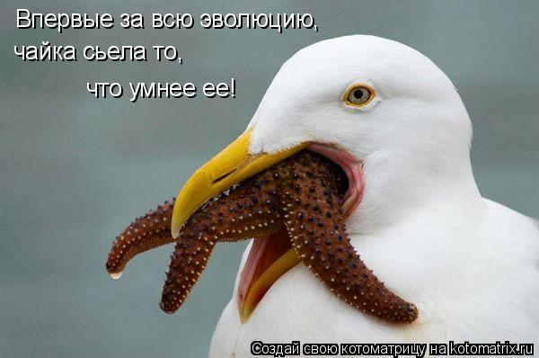 Впервые за всю эволюцию, чайка сьела то, что умнее ее!... Котоматрица: Впервые за всю эволюцию, чайка сьела то, что умнее ее!