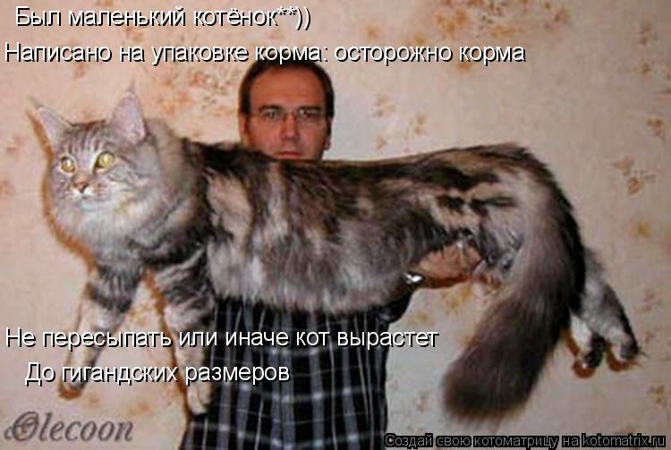 Был маленький котёнок**)) Написано на упаковке корма: осторожно корма Не пересыпать или иначе кот вы... Котоматрица: Был маленький котёнок**)) Написано на упаковке корма: осторожно корма Не пересыпать или иначе кот вырастет До гигандских размеров