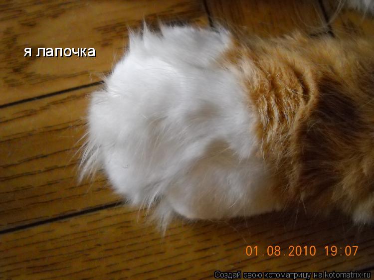 я лапочка... Котоматрица: я лапочка