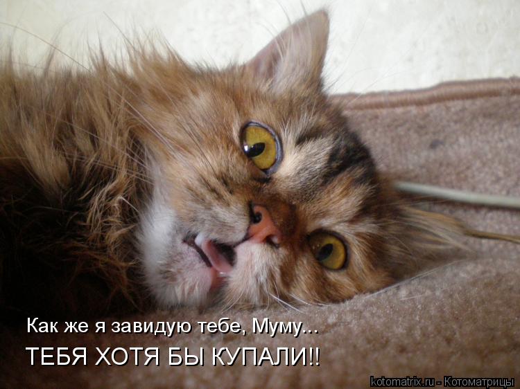 Как же я завидую тебе, Муму... ТЕБЯ ХОТЯ БЫ КУПАЛИ!!... Котоматрица: Как же я завидую тебе, Муму... ТЕБЯ ХОТЯ БЫ КУПАЛИ!!