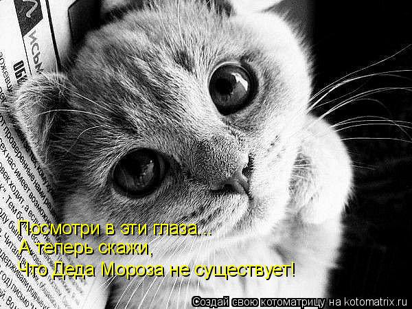 Посмотри в эти глаза... А теперь скажи, Что Деда Мороза не существует!... Котоматрица: Посмотри в эти глаза... А теперь скажи, Что Деда Мороза не существует!