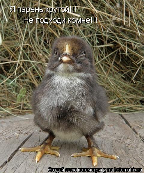 Я парень крутой!!! Не подходи комне!!!... Котоматрица: Я парень крутой!!! Не подходи комне!!!